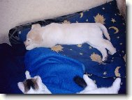 zas mě jde otravovat Macek