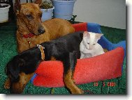 Na�i mazl��ci- "Jako pes a ko�ka...."