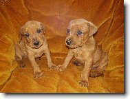 roztomil� haf�nci