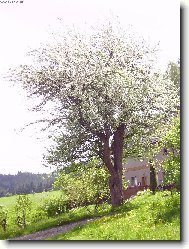 Rozkvetl� jablo�