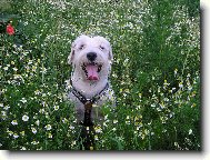 He�m�nkov� idyla