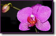 Božská orchidej