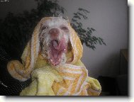 U� zase bych spala