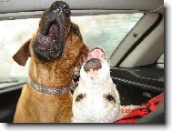 rhodesk� ridgeback