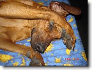 rhodesk� ridgeback