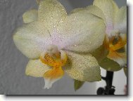květ Orchideje