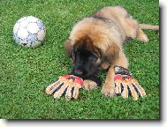 Artu� alias Buffon