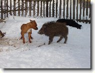 nejlep�� k�mo�i