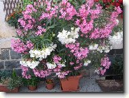 Oleander r��ov� jednoduch�, b�l� slo�en�