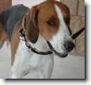 Americk� foxhound