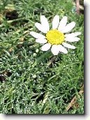 Anacyclus depressus
