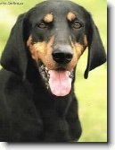 Rakousk� kr�tkosrst� honi�