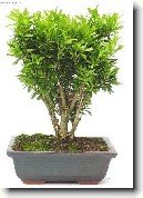 Buxus harlandii, buxus microphylla sinica, Zimostr�z