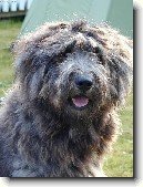 Bergamsk� ov��k