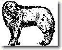 Maremmansko-abruzsk pasteveck pes