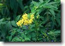 Cestrum