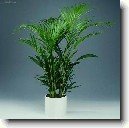 Chrysalidokarpus na�loutl�