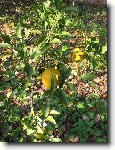 Satsuma, mandarinka uniu