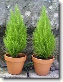 Cyp�i� velkoplod�