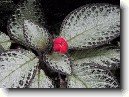 Episcia