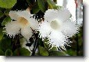 Episcia