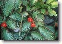 Episcia