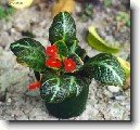 Episcia