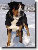 Velký švýcarský salašnický pes