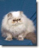Himalájsko-perská kočka