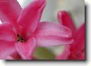 Hyacint vchodn