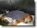 Jak se starat o pejska s onemocn�n�m srdce