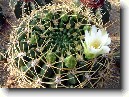 Kaktus Gymnocalycium