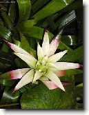 Nidul�rium, hn�zdo�