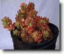 Pachyphytum