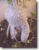 Pachyphytum