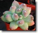 Pachyphytum