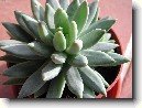 Pachyphytum
