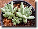 Pachyphytum