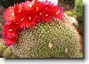 Parodia