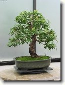 Pstovn bonsaj