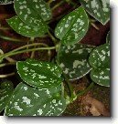Pilea