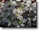 Pilea