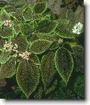 Pilea