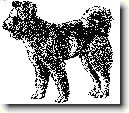 Pumi