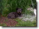 Pumi