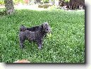 Pumi