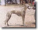 Rampursk� chrt
