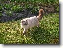 Skotská klapouchá kočka