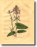 Bukvice L�ka�sk�