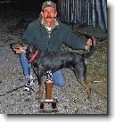 Treeing Tennessee Brindle